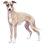 Magnet Whippet + Iggy