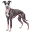 Magnet Whippet + Iggy