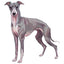 Magnet Whippet + Iggy