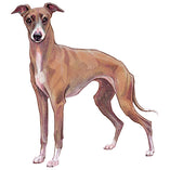 Magnet Whippet + Iggy