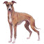 Magnet Whippet + Iggy