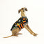 Pumpkin Head Italian Greyhound Sleeveless Hound-Tee