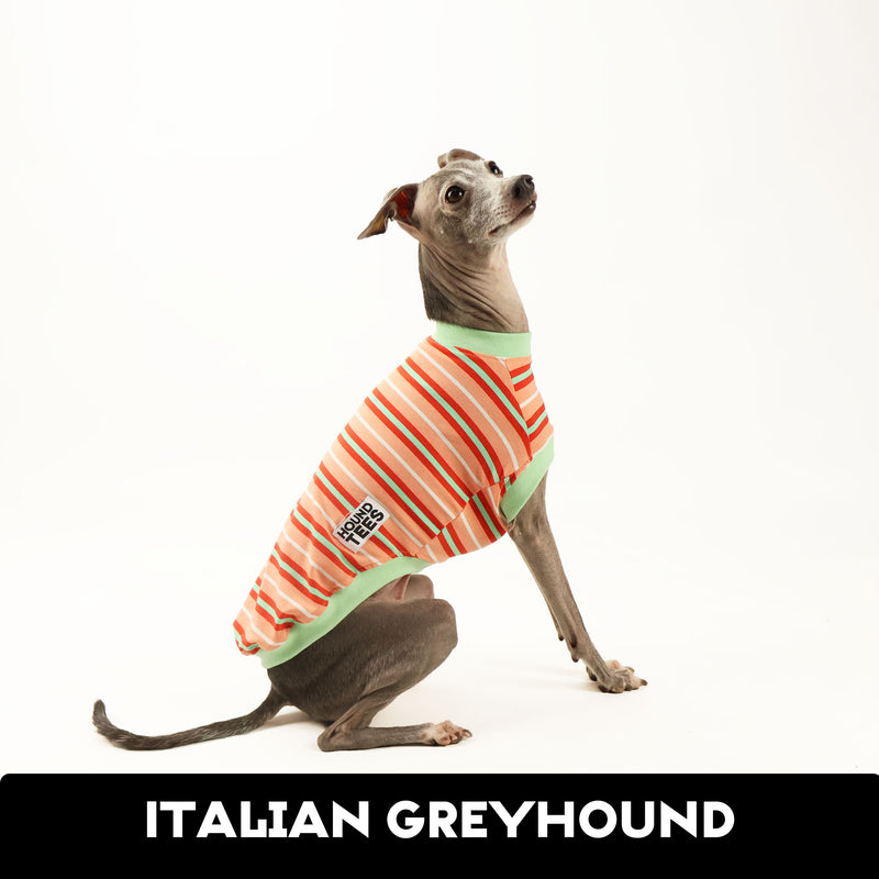 Pumpkin Spice Italian Greyhound Sleeveless Hound-Tee