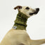 Scout Whippet/Iggy Knit Noodle