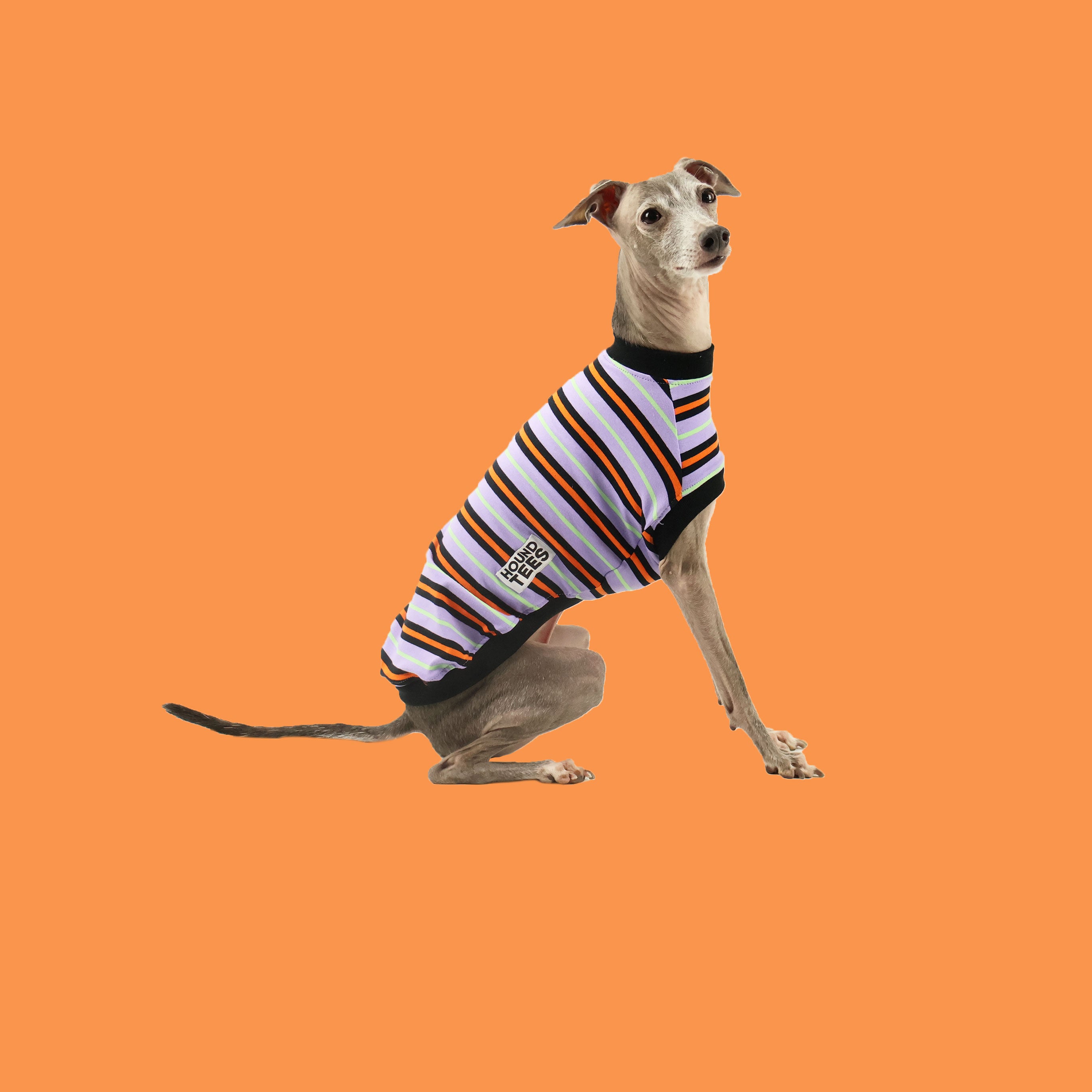 Shirts best sale for greyhounds