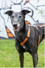 Gumtree Greys Haqihana Harness