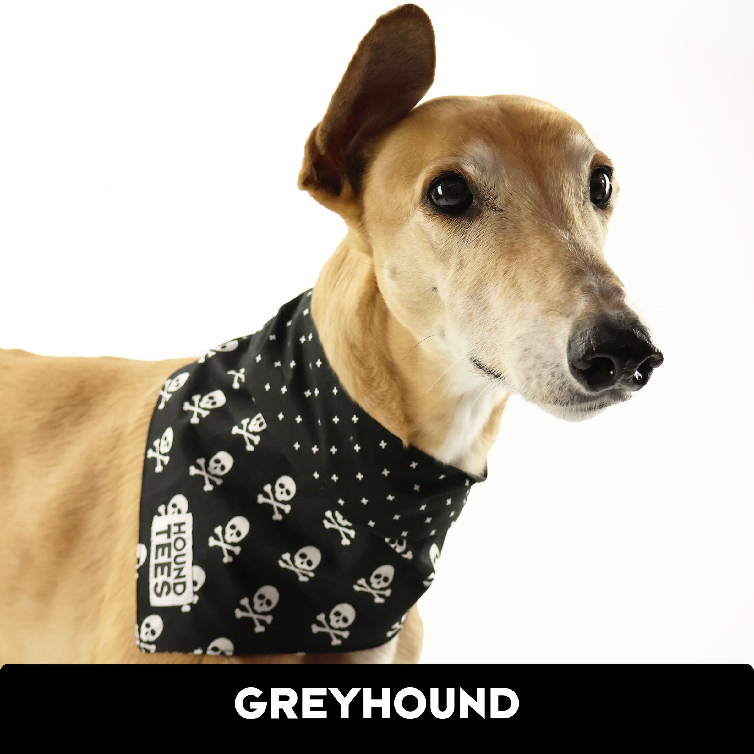 Greyhound bandana outlet