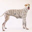 Snappies Greyhound Quilted Sweater