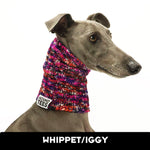 Spring Whippet/Iggy Knit Noodle