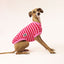 Strawb Fizz Italian Greyhound Sleeveless Hound-Tee