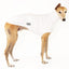 Made to Order: UV Sun Suit ALL BREEDS