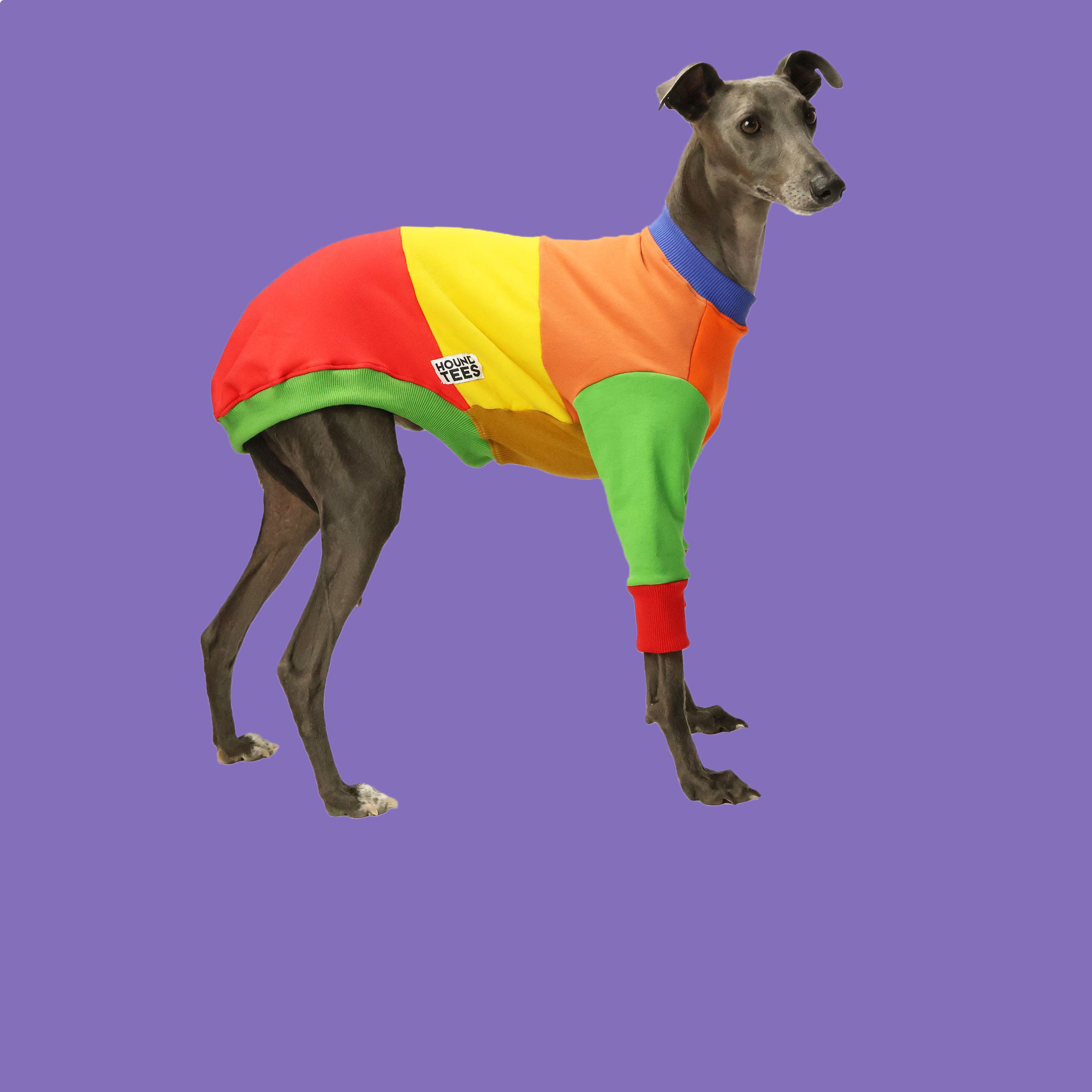 Sweat à Capuche Humour Whippet | Design Fun Pour Fans De Lévriers | Coupe Classique, Confortable - 11