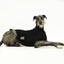 The Melbourne Greyhound Sleeveless Base Layer