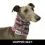 Winter Whippet/Iggy Knit Noodle